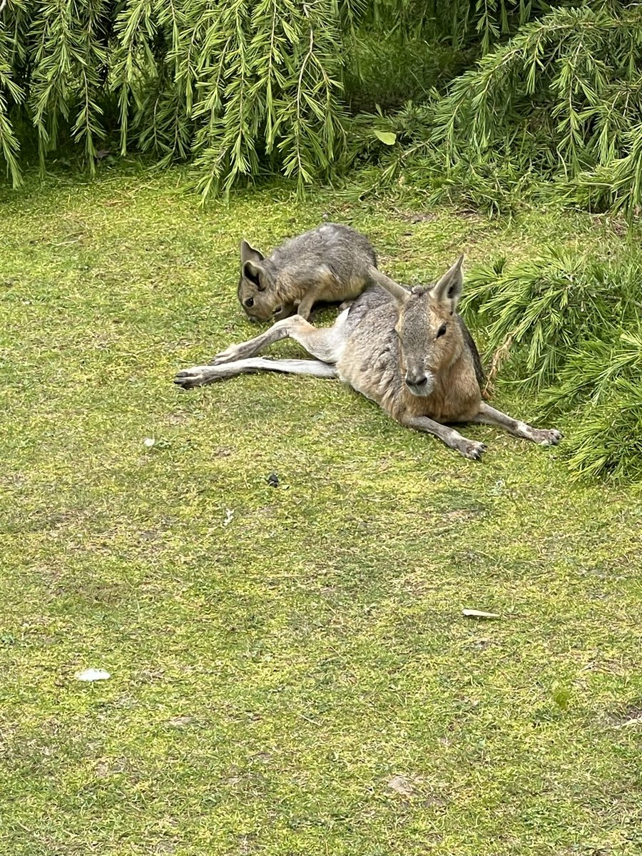 NectonY3's tweet photo. The wildlife and creatures looked amazing in the afternoon sun ☀️ https://t.co/XLlsD8czyK