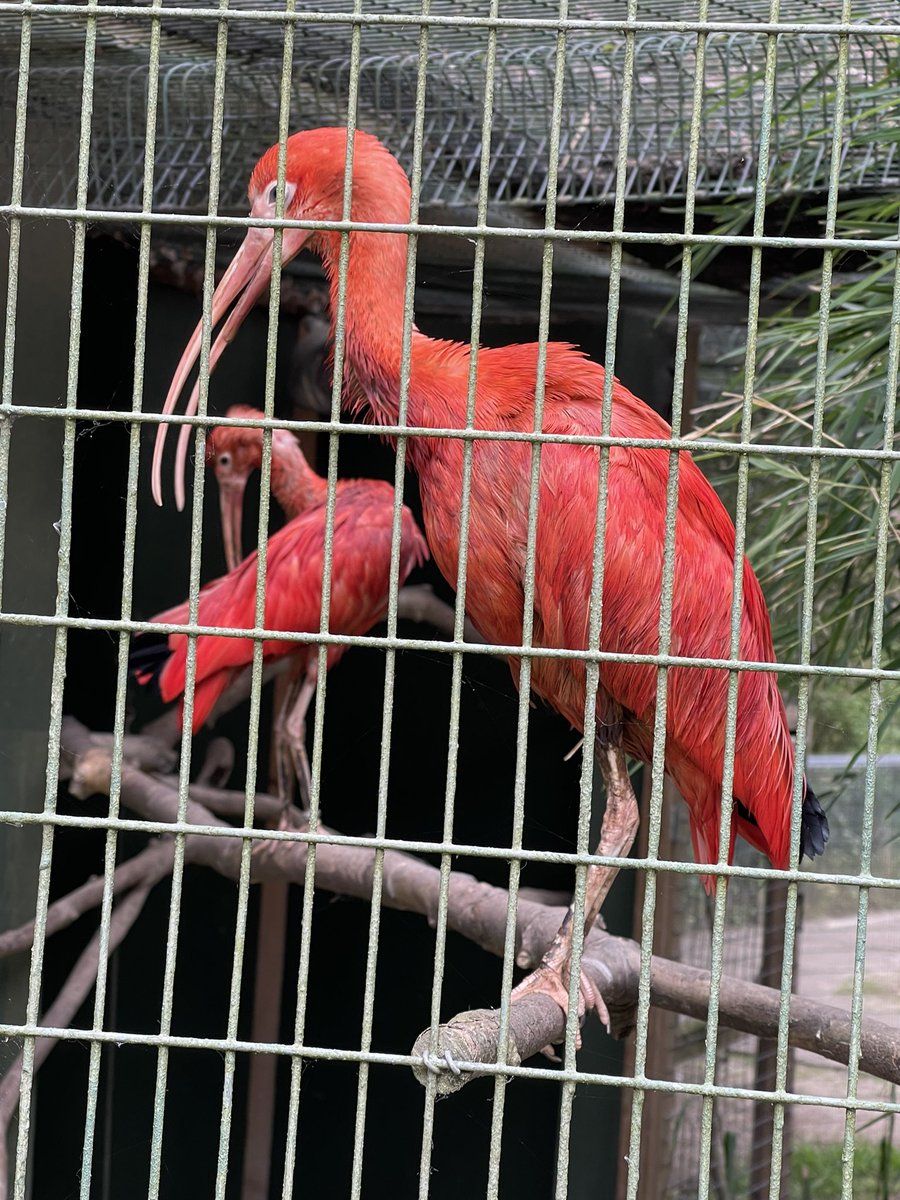NectonY3's tweet photo. The class also got to have a chat with a very happy Parrot (alongside other magnificent birds)… https://t.co/kvtEWfutUR