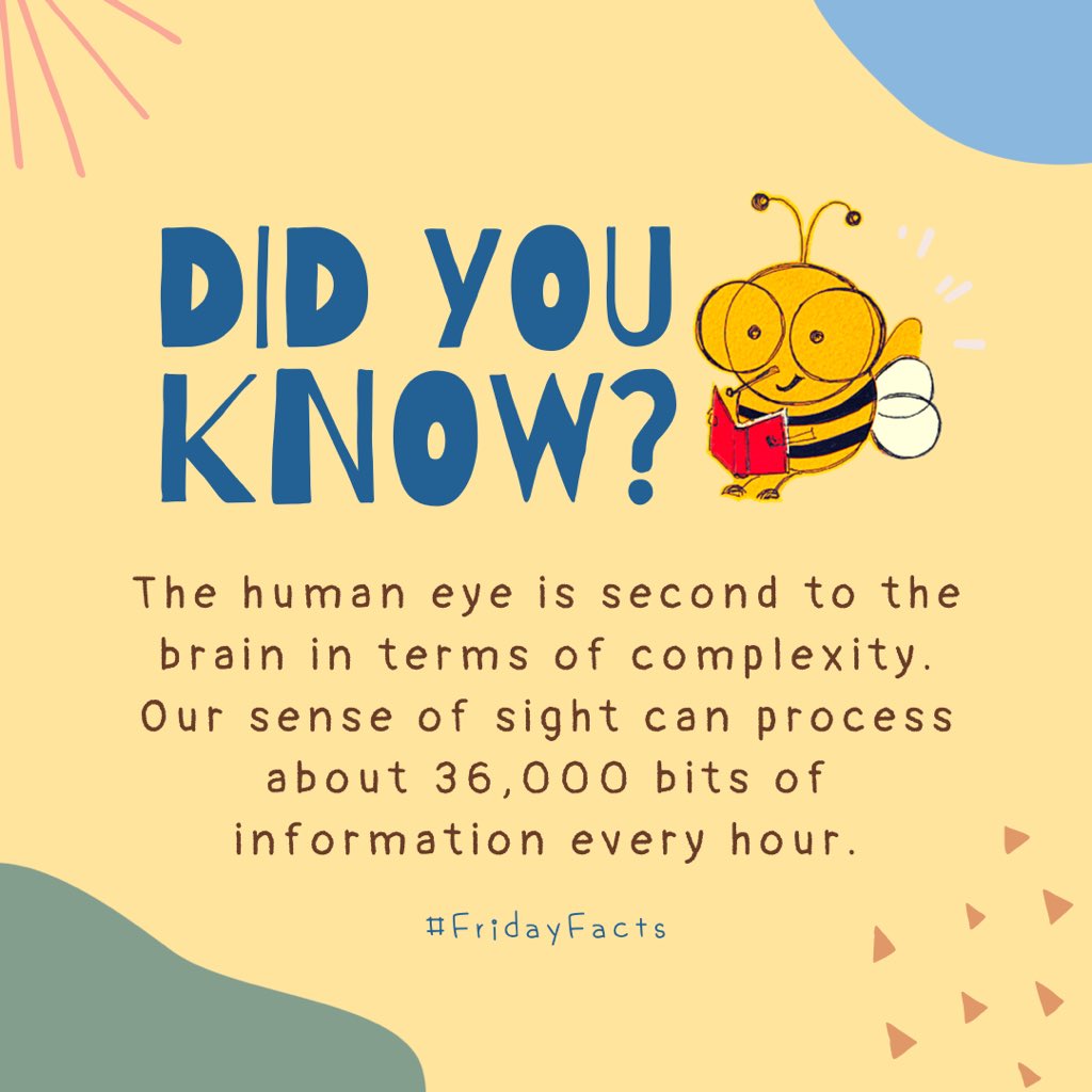 VirginiaVision's tweet photo. Friday Fun Fact! The eyes are known to be the second most powerful organ in our body. We take in lots of information mainly through our sense of sight. 👀 What are you doing to help keep your eyes healthy?  
#FridayFacts #FunFact #Eyes #EyeHealth #EyeCare #DidYouKnow #Trivia https://t.co/SsJGq5ls06
