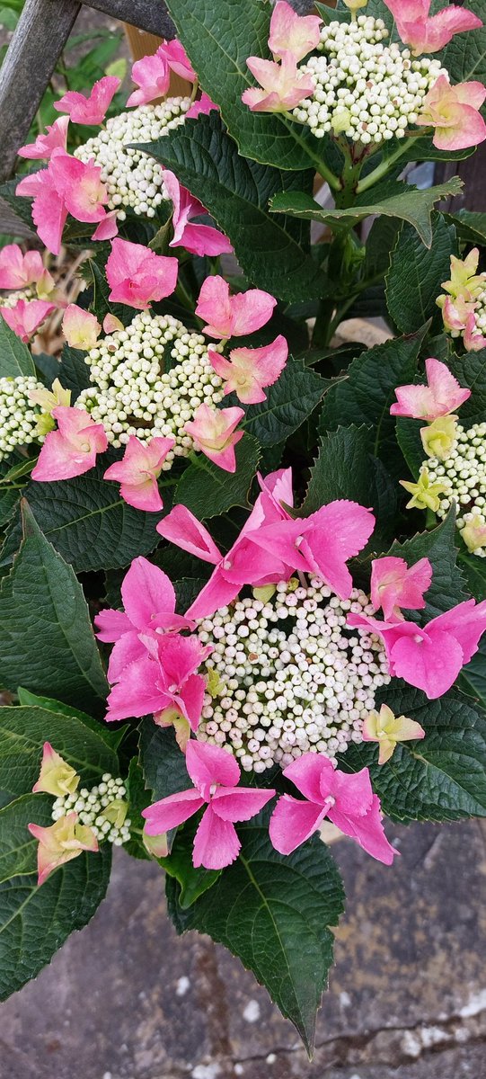 Lovely lacecap starting to bloom
🩷🤍 Enjoy your day 🤍🩷
#FlowersOnFriday #Hydrangea #Flowers #MyGarden #Gardening #GardeningTwitter #PinkFriday