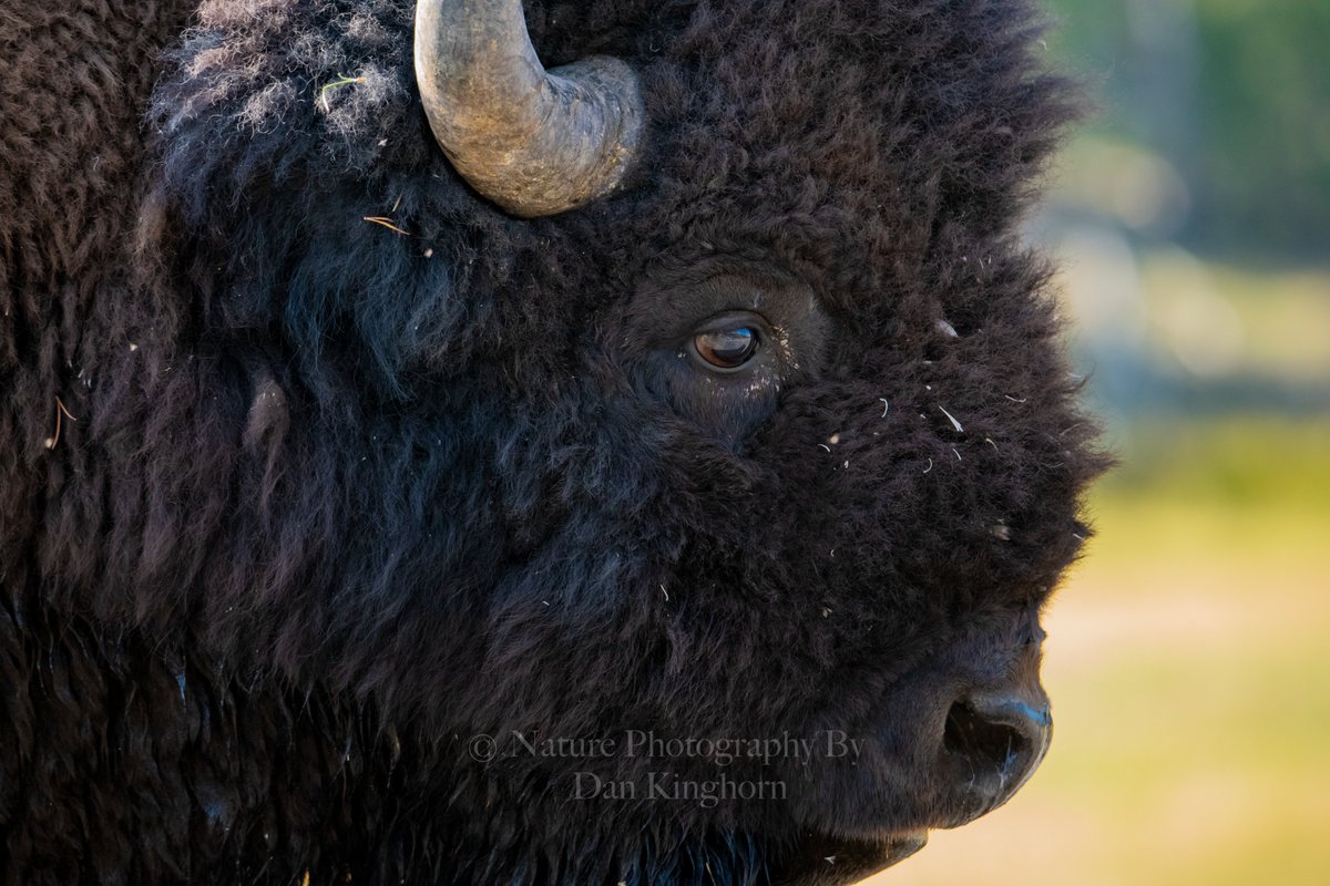 The mighty #Bison of #YellowstoneNationalPark!  #NaturePhotography #WildlifePhotography #ThePhotoHour