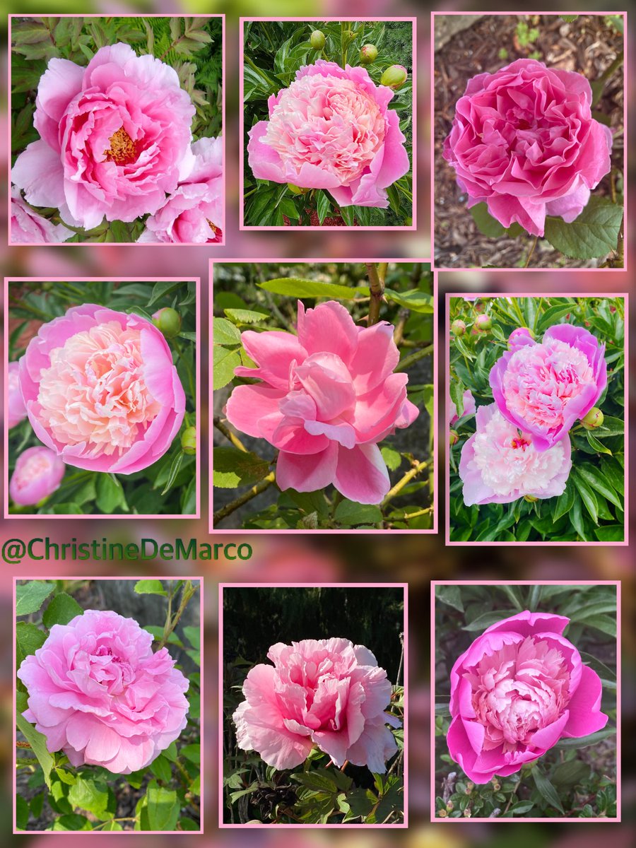 #FlowersOnFriday #PinkFriday #PeonyLove #ProudPeonySquad #TreePeony #HerbaceousPeony  #MaryRose #KnockoutRose Wow! I luv them all! Thank you to all the kind people who showed concern & sent well wishes regarding the 🇨🇦wildfires. Hope ALL OUR AIR will be cleaner soon 
💕🥰🙏🏼😘🌸