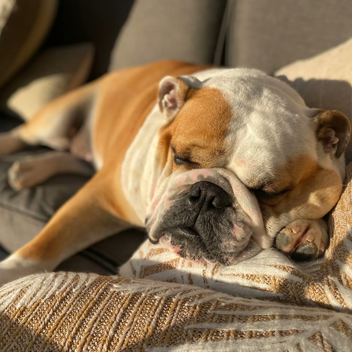 Happy #FriYAY everyone, found myself a sun puddle in the garden. I’ve a little announcement today, I’m off to nanny & grandads again, so I’ll be back here in a week or so, see you soon! 🐶🐾❤️ Barney #BarneyTheBulldog #DogsOfTwitter #DogsOfIG #DogsOfFB #Bulldog #EnglishBulldog