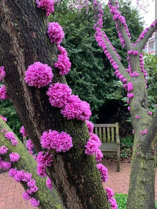 Rainmaker1973's tweet photo. Cercis canadensis, the eastern redbud, is a deciduous tree native to eastern North America, whose flowers  appear in clusters from spring to early summer, on bare stems before the leaves, sometimes on the trunk itself 

[read more: https://t.co/cVUd1RCG4s] https://t.co/VCTDI6EqGe
