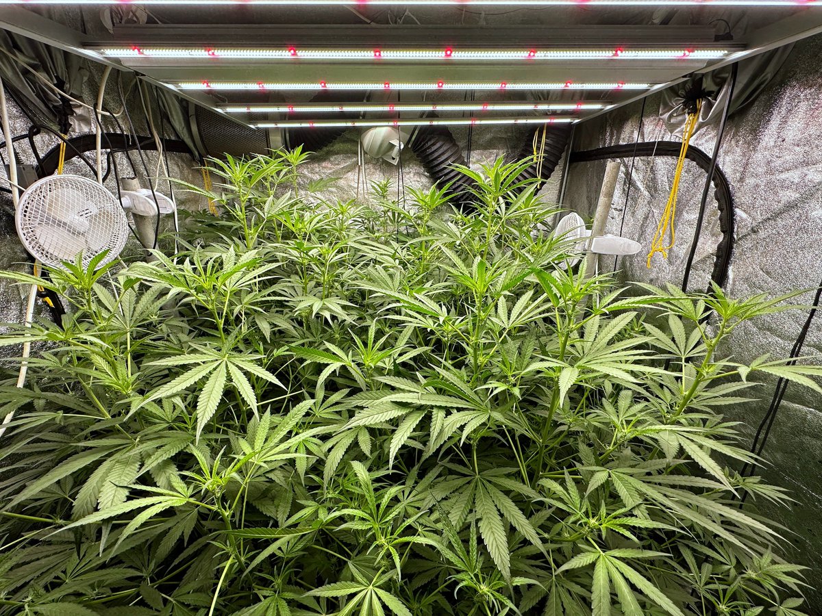 medicgrow's tweet photo. Embracing growth, thriving with Fold-6's brilliance. MedicGrow, nature's partne๐๐
#Medicgrow #Fold6 #ledgrower #indoorgrow https://t.co/sRrFhwlZFd