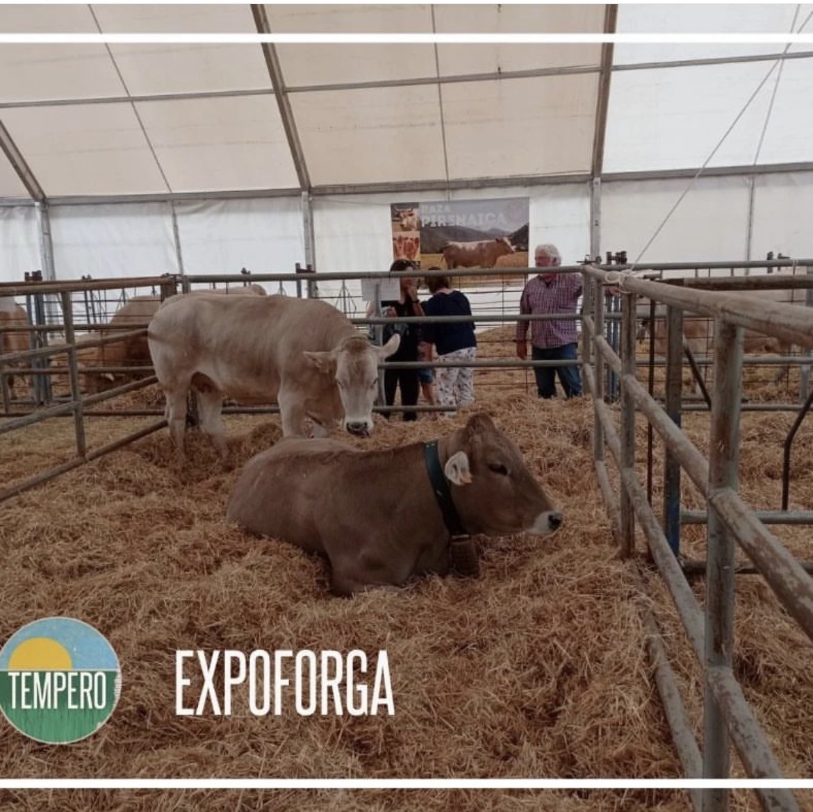 Feria Expoforga tweet media