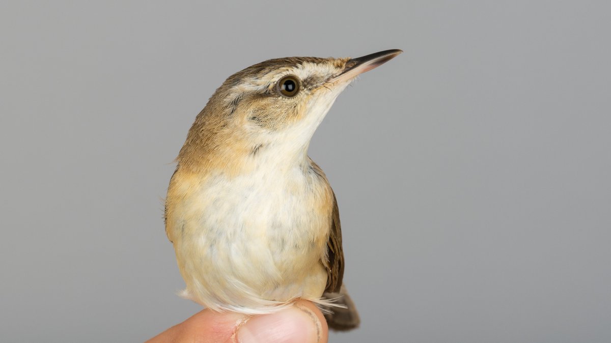 OttenbyBO's tweet photo. Yesterday evening a Paddyfield Warbler (Acrocephalus agricola) was trapped and ringed. This was the fifth record of the species for Ottenby.
#ottenby #birdringing #birdbanding #springmigration #Sweden https://t.co/LaAt8NU0lK