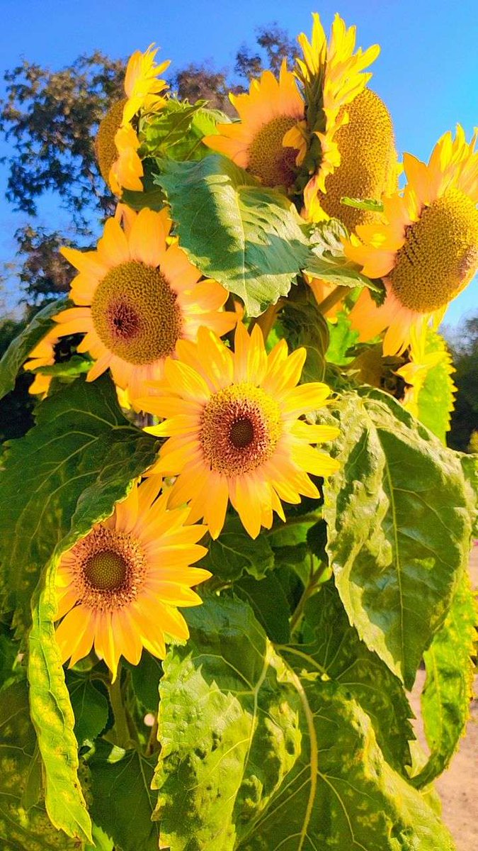Saksheeashok's tweet photo. "His eyes were the color of gold, of sunflowers and butterscotch and lemons hanging heavy on their boughs." https://t.co/kdfmqDJOSx