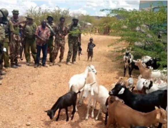 Police officers in collaboration with NPR and residents recovers stolen animals in Samburu after they overpower bandits who had stage attacks killing two herders during this morning attack. #EndBanditry 
#MyDreamHouse NHIF #WindsorBrokersAtMKU #MainaAndKingangi #UCLfinal @Onorpik