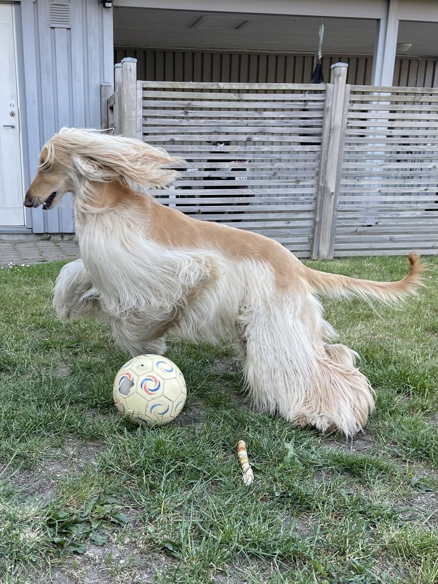 Wohoo!! It is the weekend!! @ZombieSquadHQ #ZSHQ #legolastheafghanhound #dog #doglovers #dogs #dogsofinstagram #dogsoftwitter #DogsOnTwitter