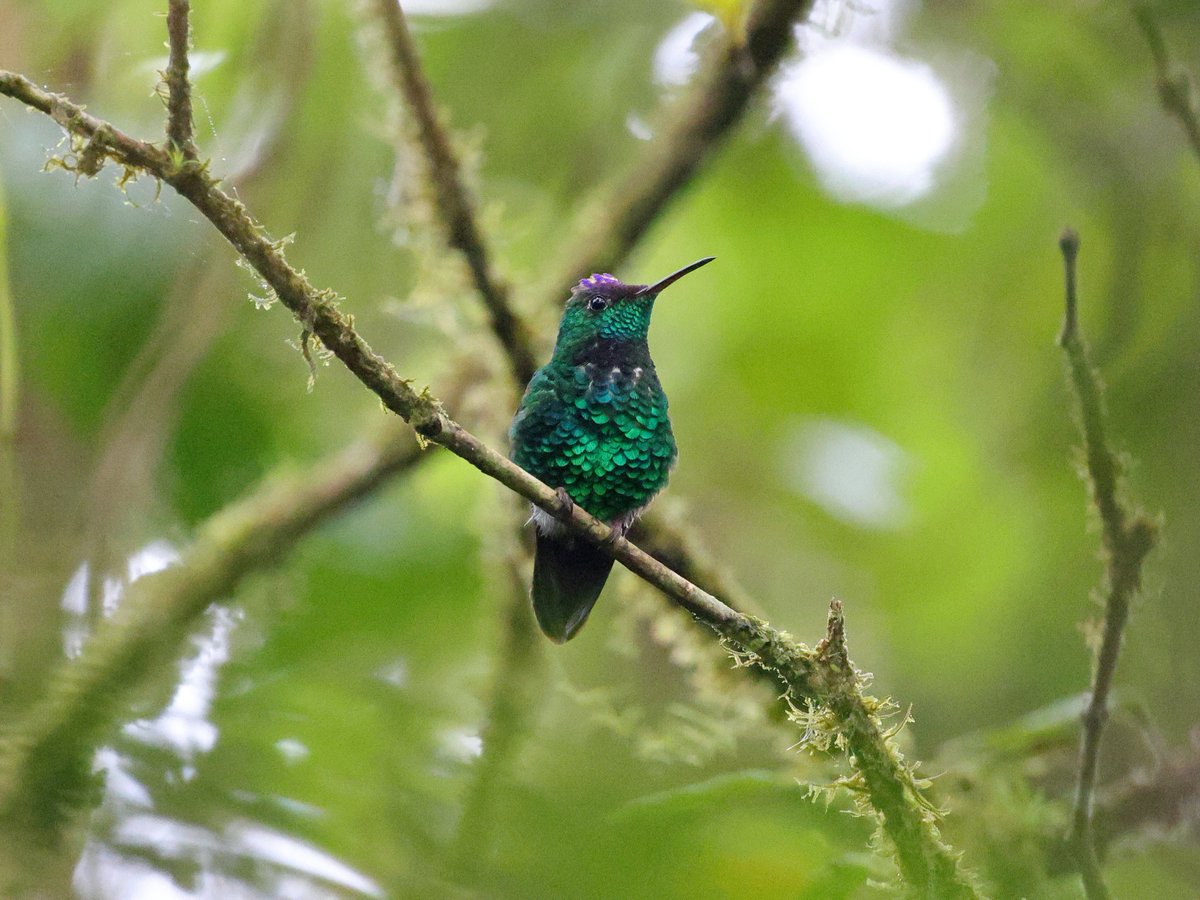 My radio piece on the effects of the climate crisis and habitat loss on birds in Panama will be on @BBCRadio4 From Our Own Correspondent tomorrow (Saturday 10th June) from 11.30 (as the last item, around 11.50)... (This is a violet-capped hummingbird, a near-endemic to Panama).