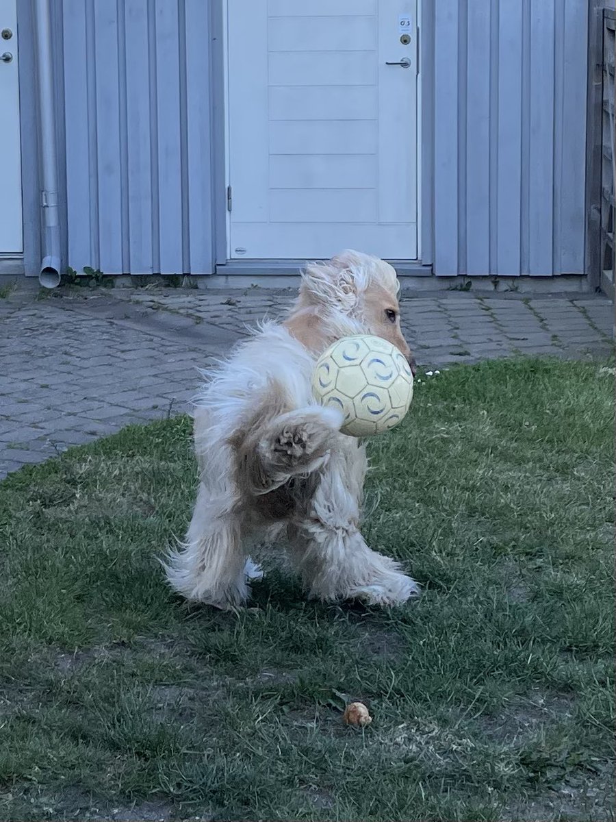 Do I look like a pro football player?? @ZombieSquadHQ #ZSHQ #legolastheafghanhound #dog #doglovers #dogs #dogsofinstagram #dogsoftwitter #DogsOnTwitter