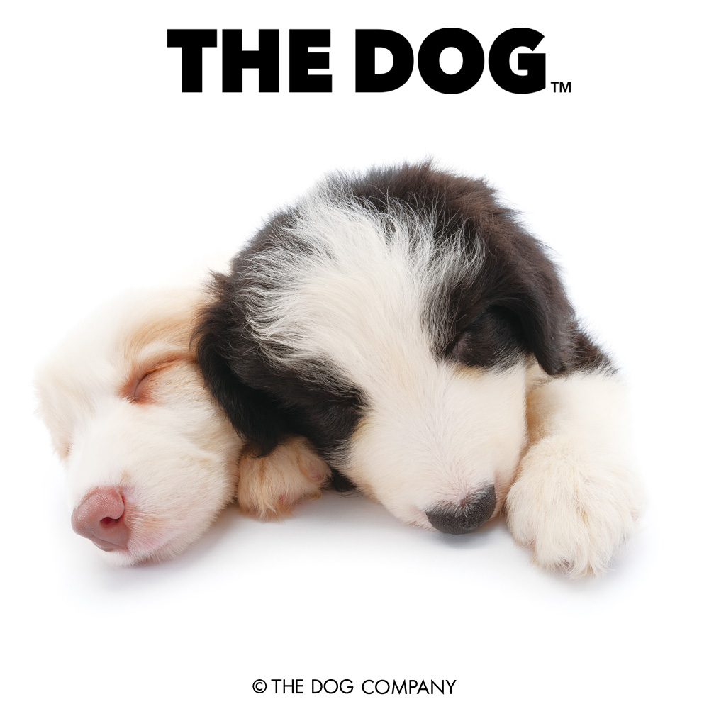 Do you know that dogs can have dreams when they sleep?? The size of the dog also affects the length of their dreams! #bordercollie #bordercollies #bordercollieofinstagram #bordercollielife #dog #dogstagram #dogsofinstagram #puppy #instadog #doglover #thedog #thedogandfriends