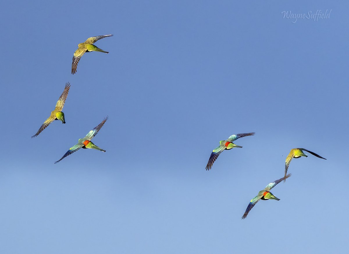 Just after sunrise, a flock of Red-rumped Parrots emerged from roadside shadow and banked in early flight, exposing their gloriously coloured backs to 600mm of greedy lens. #Australia #Ozbirds #birds #birdphotography #BirdsSeenIn2023 #birdsinflight #birdsinflightphotography