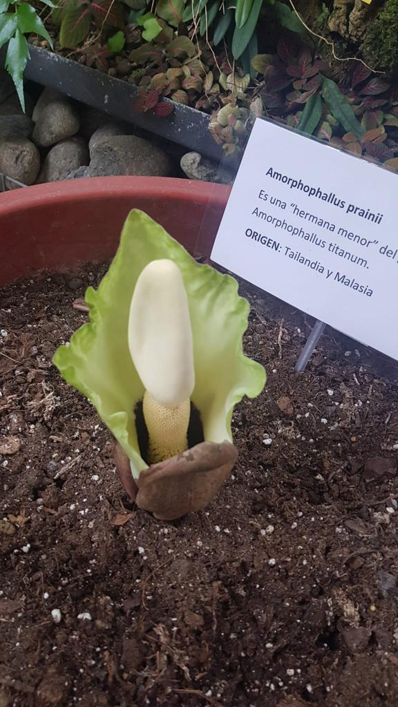 Amorphophallus prainii es una 'hermana menor' del gigantesco Amorphophallus titanum, que floreció en 2017 en el Orquidario de Estepona

Su floración dura escasos tres días, ¡ven pronto al Orquidario a verla!

#Orquidario #Estepona #orquídeas #orchids #VisitaElOrquidariodeEstepona