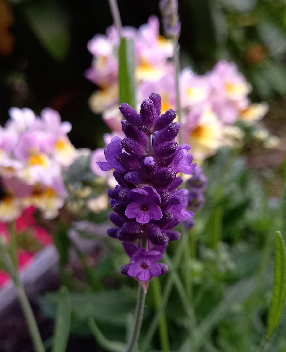 Lavender for the #pollinators. 💜🖤💛
🐝🦋
#Flowers #FlowersOnFriday
#flowerphotography #TwitterNatureCommunity #plants #gardening #garden #spring #summer #GardeningTwitter #nature #sunshine #happy #NaturePhotography #NatureBeauty #beauty #peace #hope 🕊