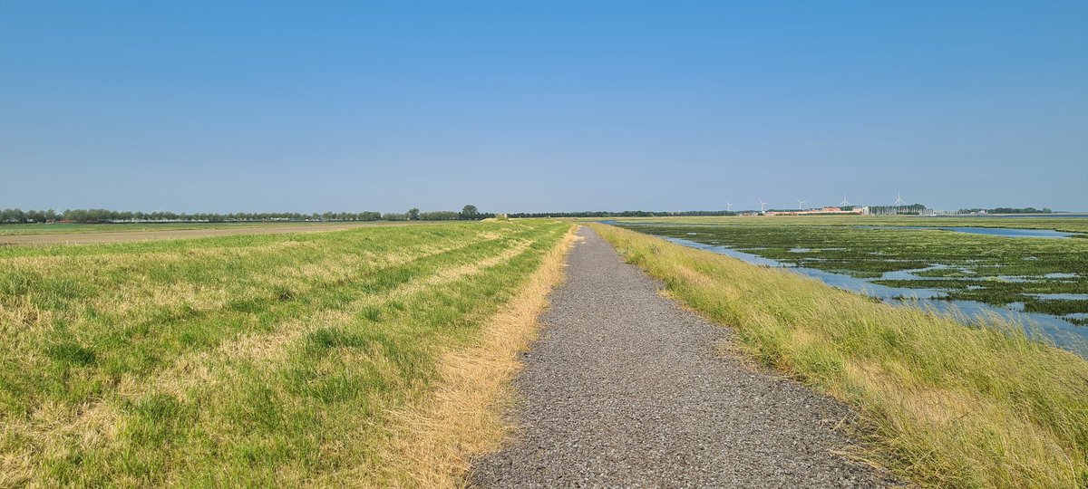 DirkStraalen's tweet photo. Het blijft voor mij onbegrijpelijk dat  dijken van @waterschap vol met broedende vogels nu al worden gemaaid. Door pachters met eeuwige contracten weliswaar, maar daarachter verschuilen is onwelwillendheid. Hoe strookt dit met het @DeltaplanBio? https://t.co/lZRq16Whup