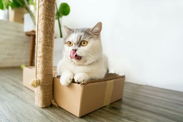 A cat’s tongue contains a number of backward facing hooks known as filiform papillae, these rough tongues can lick bones clean of any bits of meat 🐱 Photo by Tran Mau Tri Tam ✪ on Unsplash 🐾 
#CatFlap #PetDoor #PetFlap #DogDoor #DogFlap #CatsofTwitter #PetsofTwitter
