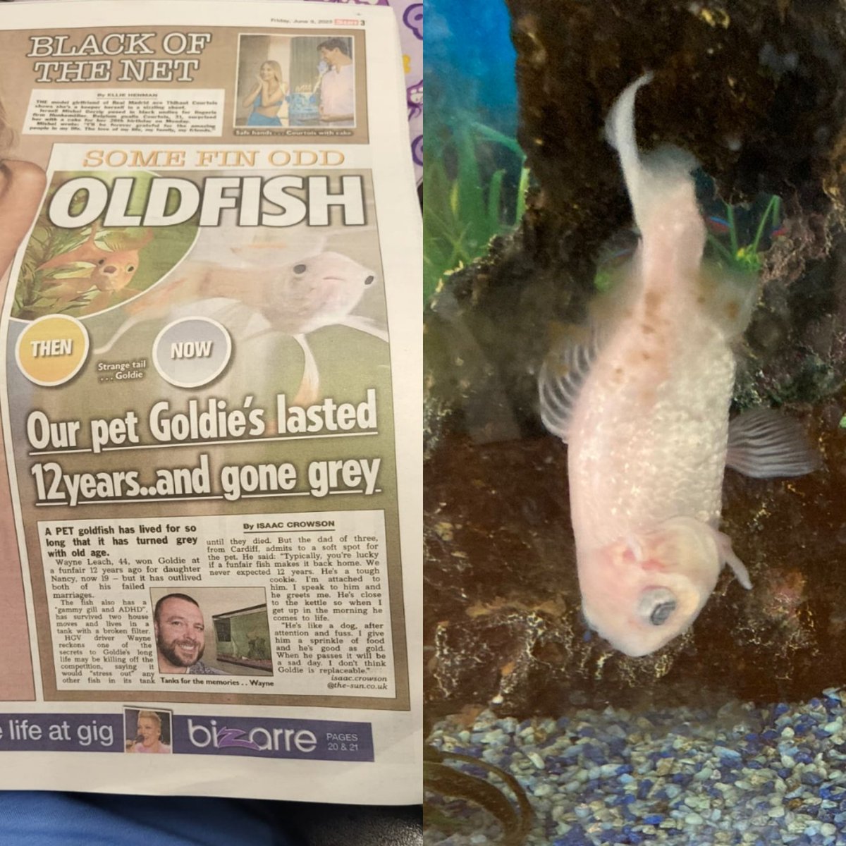 cakeydoo19's tweet photo. @TheSun  following your goldfish story in todays paper. Please meet Harry my 27 year old goldfish. https://t.co/bz1hblmWv6