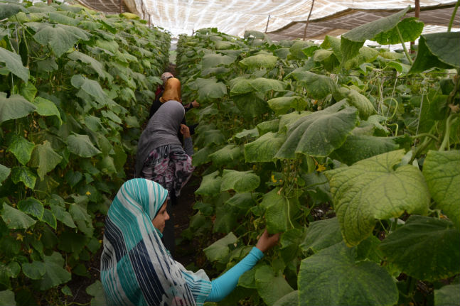 Attraverso il progetto #SAWA in #Egitto 🇪🇬, la #CooperazioneItaliana 🇮🇹 lavora per garantire equo accesso ai servizi educativi e sanitari di qualità per le donne, i bambini e altri membri delle comunità migranti e ospitanti in situazioni di vulnerabilità.