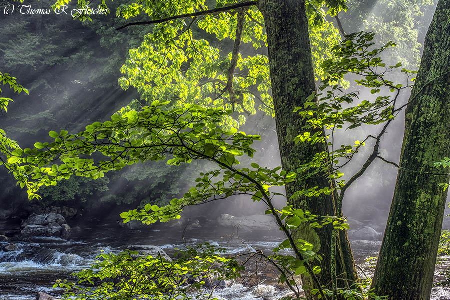 'In the Morning Light'
#AlmostHeaven #WestVirginia #Highlands #ItsAllAboutTheLight #ThePhotoHour #WilliamsRiver