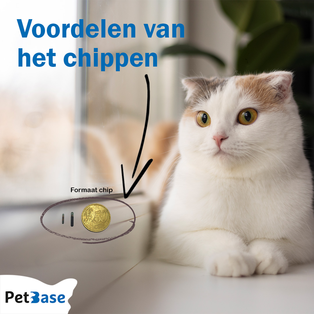 PetBase's tweet image. Is je huisdier nog niet gechipt en vraag jij je af wat nou echt de voordelen zijn? Het chippen van huisdieren biedt namelijk talloze voordelen die ervoor zorgen dat onze harige vrienden altijd veilig zijn en geïdentificeerd kunnen worden.

Meer lezen: petbase.eu/huisdier-regis…