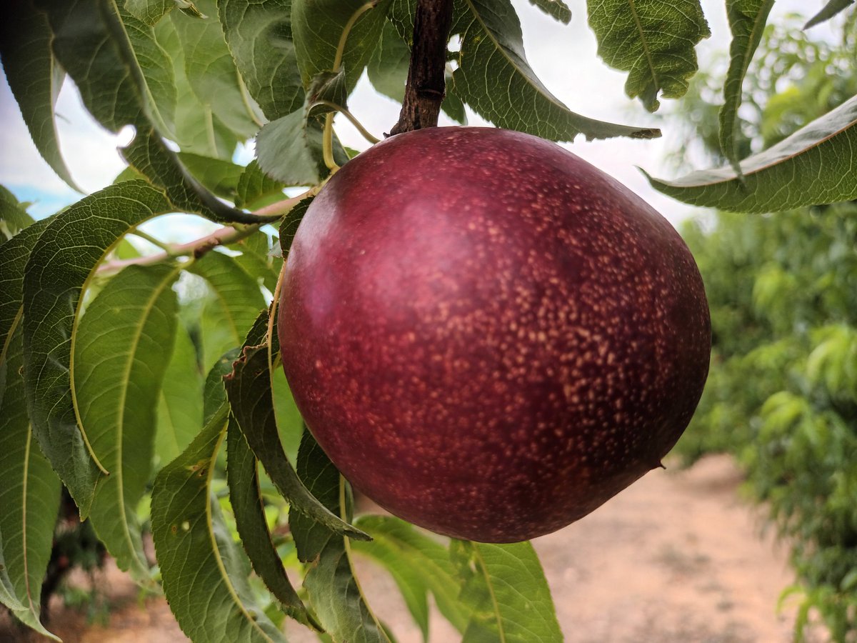 Aquests taquetes a la pell és un senyal de sucre.
Els supers no la volen i per això no mengeu la millor nectarina del món.