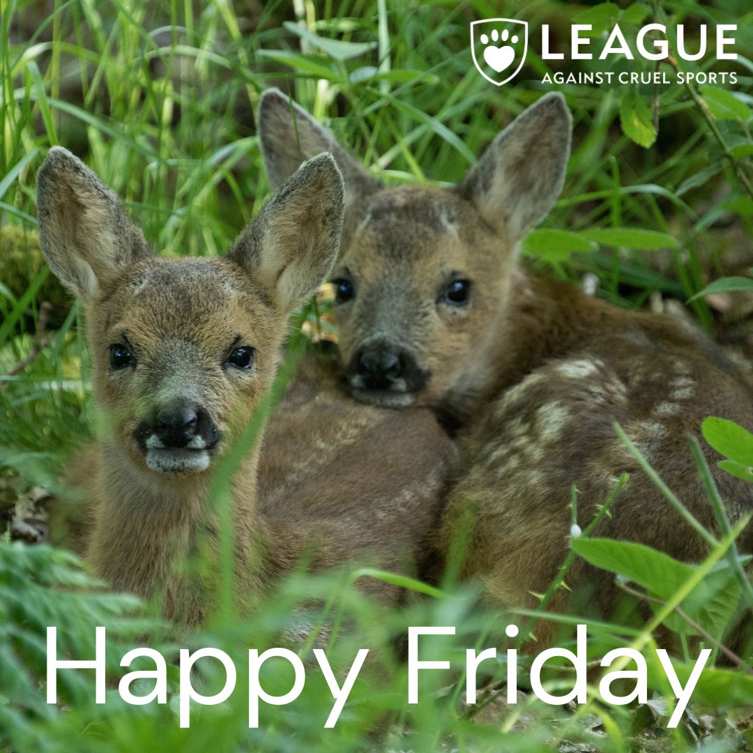 LeagueACS's tweet photo. Here's your Friday reminder to have a great weekend and to be kind to all kinds.
At the moment our reserves are thriving with wildlife like these very cute twins.
Find out more: https://t.co/U6sOLziDf3
#WildlifeReserves #AnimalWelfare #LeagueAgainstCruelSports #BeKind https://t.co/HmBbO2YxD2