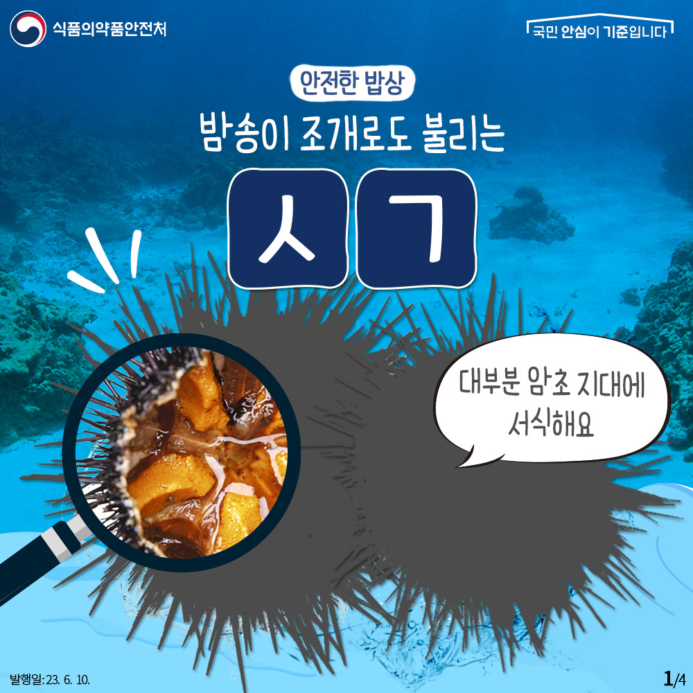 TheMFDS's tweet image. 밤송이 조개라고도 불리는 까슬까슬 #성게 

성게를 고를 땐 알의 색이 노랗고 진한 것을 골라주세요 !
검은색이 섞여있거나 갈색을 띠지 않는 것이 좋아요😄