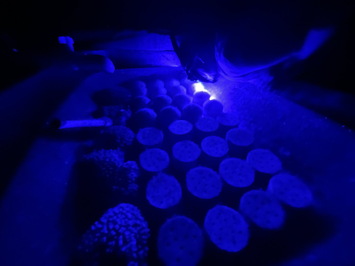 Counting coral recruits. <a href="/osuearthscience/">The Ohio State University School of Earth Sciences</a> <a href="/himb_soest/">Hawai‘i Institute of Marine Biology</a>