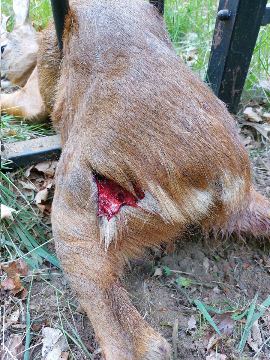 Weer een slachtoffer van niet aangelijnde honden in de #natuur. Melding van reebok, met typische honden bijtwonden, die vastzat in een hekwerk in #Rozedaal. Bent u hiervan getuige geweest? Bel naar politie of gemeente Rheden.
