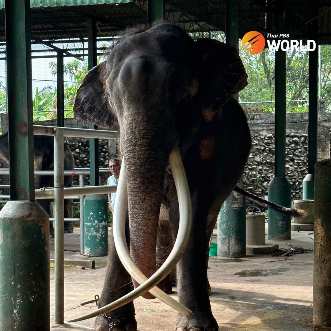 ThaiPBSWorld's tweet photo. Sak Surin, the ailing Thai elephant in Sri Lanka, is now fit enough to be flown back to Thailand on July 1st as scheduled.

Read more at
https://t.co/gFHm2Nr9RN

#Ailingelephant #Elephant #SakSurin #Thailand https://t.co/c6wEW1ZijW