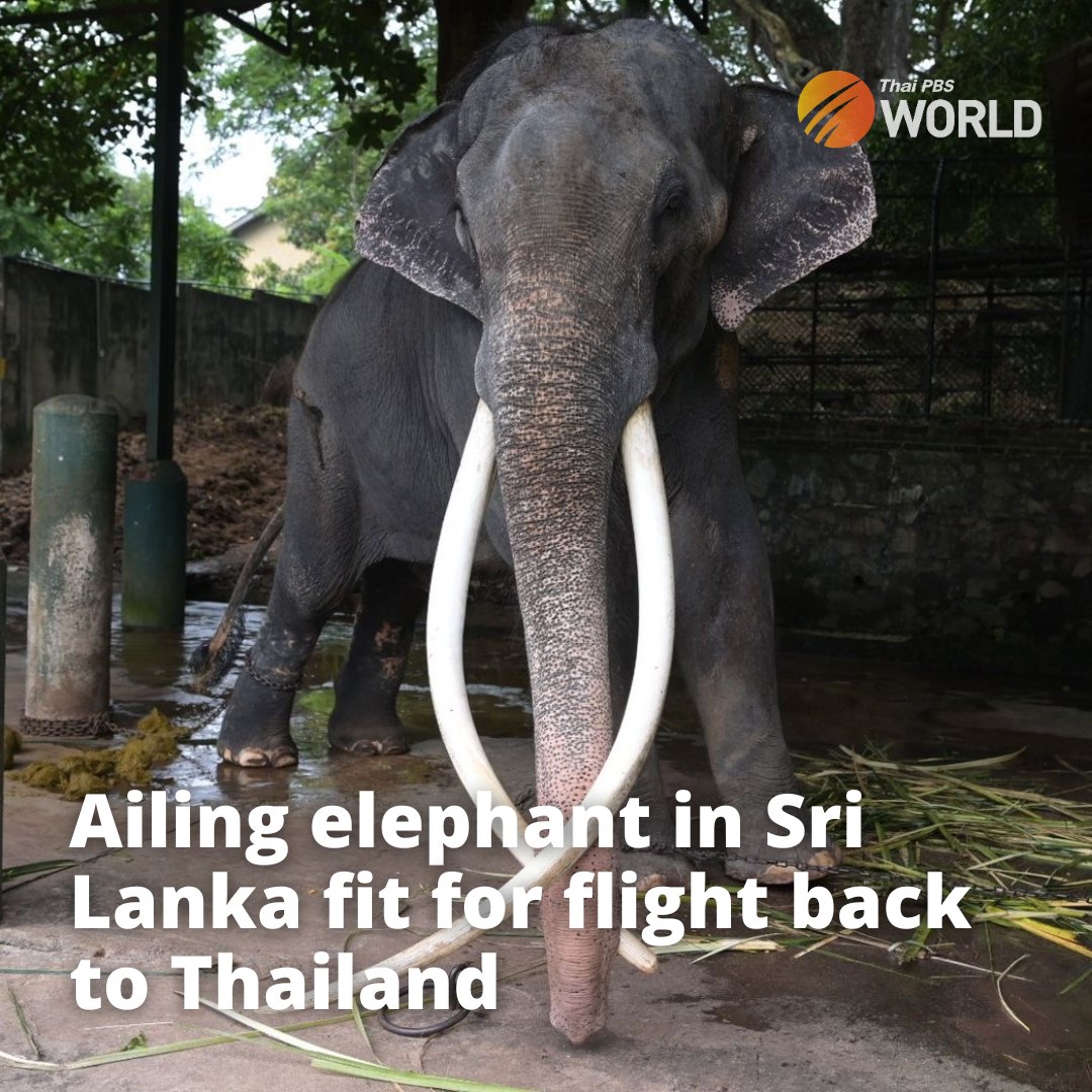 ThaiPBSWorld's tweet photo. Sak Surin, the ailing Thai elephant in Sri Lanka, is now fit enough to be flown back to Thailand on July 1st as scheduled.

Read more at
https://t.co/gFHm2Nr9RN

#Ailingelephant #Elephant #SakSurin #Thailand https://t.co/c6wEW1ZijW