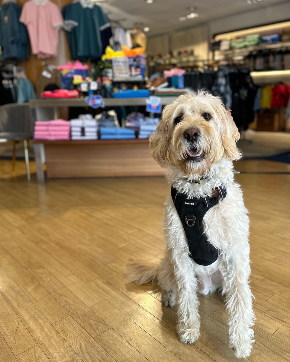 "𝘔𝘺 𝘏𝘰𝘰𝘮𝘢𝘯 𝘭𝘰𝘷𝘦𝘴 𝘵𝘰 𝘴𝘩𝘰𝘱 𝘩𝘦𝘳𝘦" - Finn 🐶
We're going barking mad over our latest visitor! Paws-itively adorable 🤩💙
#McCallsofLisburn