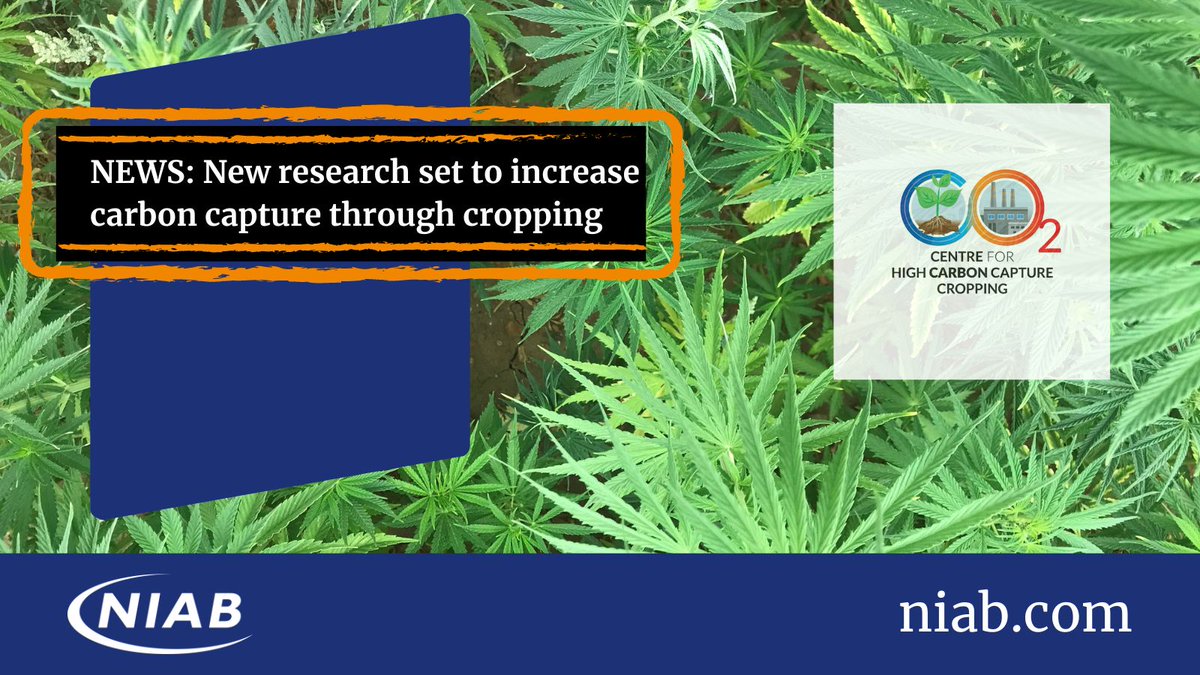niabgroup's tweet image. NEWS: New research project will help UK farmers and growers target Net Zero.

The Centre for High Carbon Capture Cropping is a four-year, £5.9 million project led by #NIAB and supported by 22 industry and research partners.

Full story ➡️ ow.ly/w4bn50OJOPy #CHCx3
