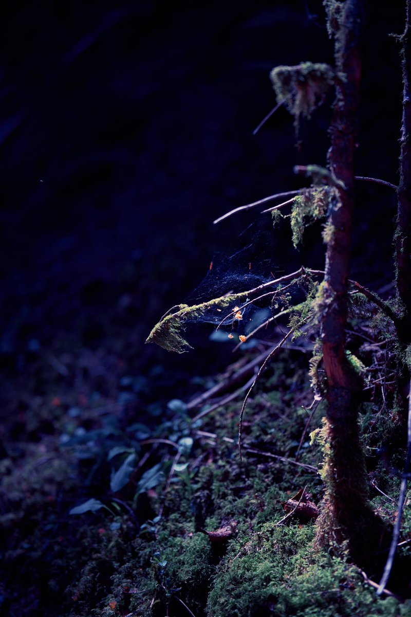 lovesoundscapes's tweet photo. #sigma #sigmafp #fp #landscape #landscapephotography #travel #travelphotography #travelblogger #color #colorful #nature #natur #camera #cinematic #mood #aesthetic #aesthetics #forest #schwarzwald #blackforest #wildernessculture #wilderness #follow #followformore https://t.co/auKIDtsXwl