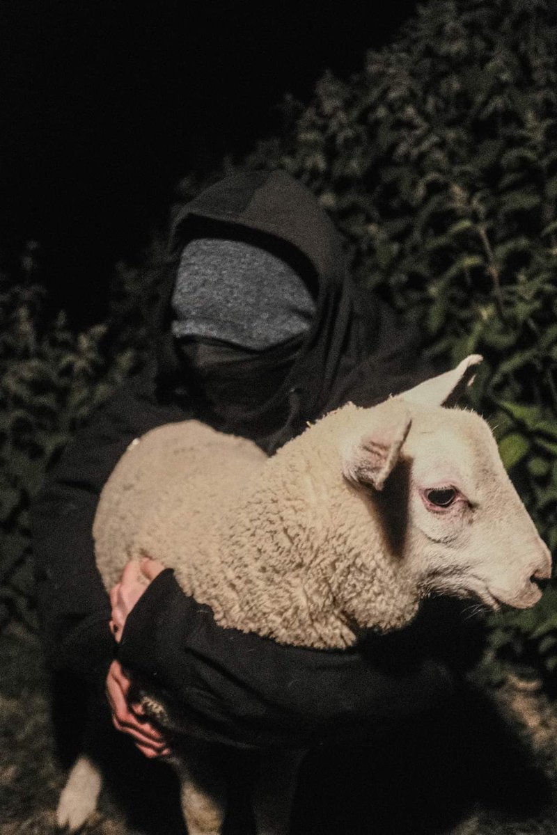 HumansBastards's tweet photo. Απελευθέρωση αρνιού ως έν��ειξη αλληλεγγύης με τον Marius Mason και όλα τα αναρχικά έγκλειστα συντρόφια.
https://t.co/xholV89BaP
#antireport https://t.co/Fig1nxqLQz