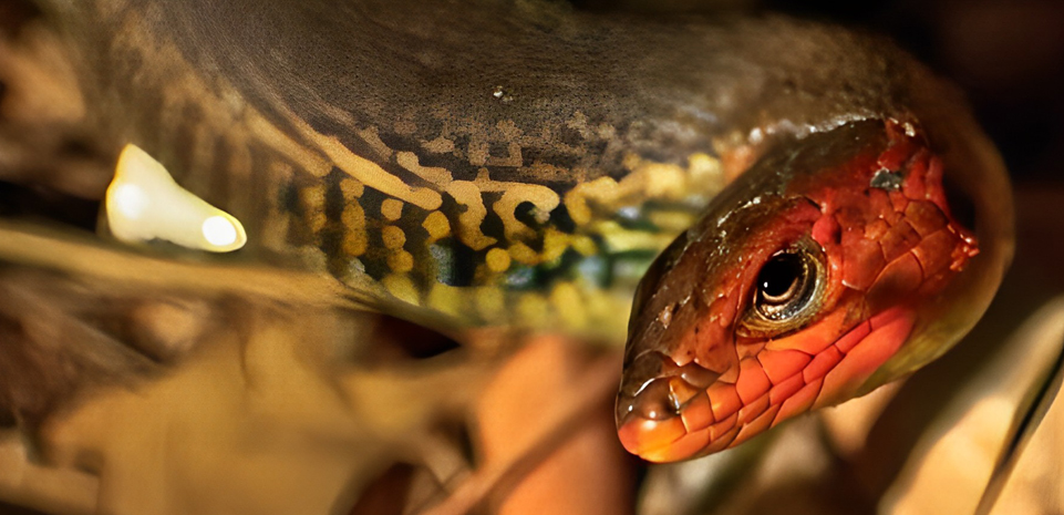 REDIAM_Oficial's tweet photo. Conoce e identifica las distintas especies de #reptiles de #Andalucía en el curso Reptiles ibéricos: biología, amenazas y conservación.
📅 Del 28 al 30 de junio
📍#AccionesFormativas del Centro de Capacitación y Experimentación Forestal de Cazorla
👉 https://t.co/Hr0WQpQwjV https://t.co/FluJRSn2EP