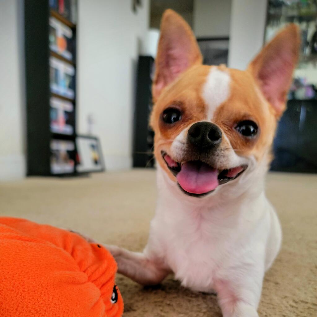 My tiny boy Jackson has the best smiles 😁
amzn.to/43cNsKc
#dogs #ad #pets #adogslife #cutedogs #dogsoftwitter #iloveanimals #petlife #petsoftwitter #cute  #petlovers #dog #DogsOnTwitter #dogtwitter #dogoftheday #pet #petsontwitter #adorable #cute #cuteanimals