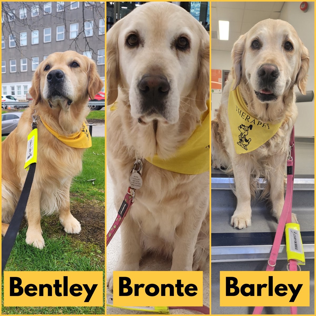 #VolunteersWeekScot may have just finished but Barley, Bentley, and Bronte are just too cute not to share! 🐕‍🦺

They've been visiting the stroke ward at ARI with their owner Jacqui since 2014. 

#FeelGoodFriday #ProudToBeNHSG