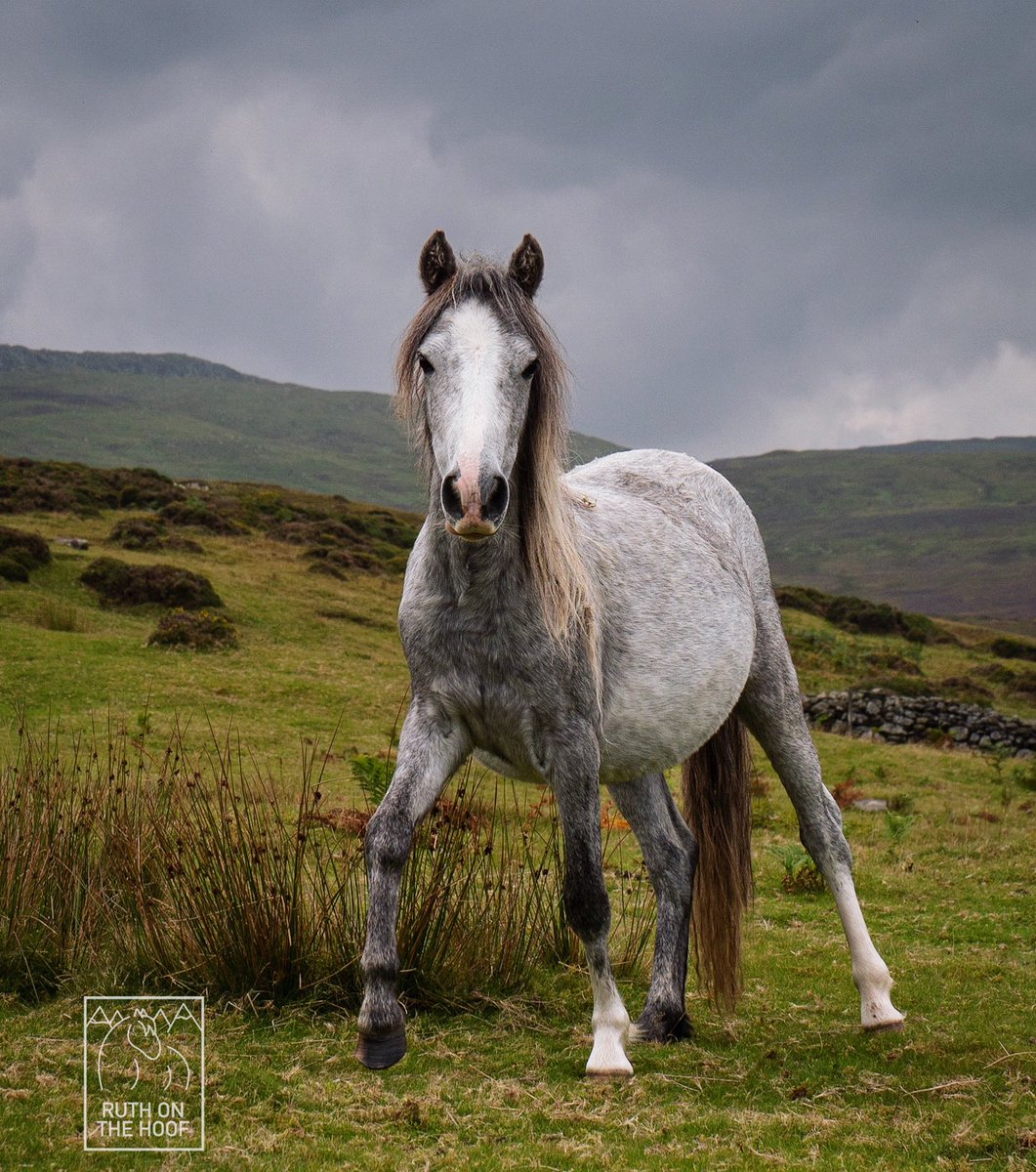 Lovely #Carneddaupony - the closest ponies in the UK to being wild. They are truly formed by their environment, & the local ecology benefits from their presence. Numbers are controlled through annual gathers which take selected colts & adults off the mountain & into domestic life