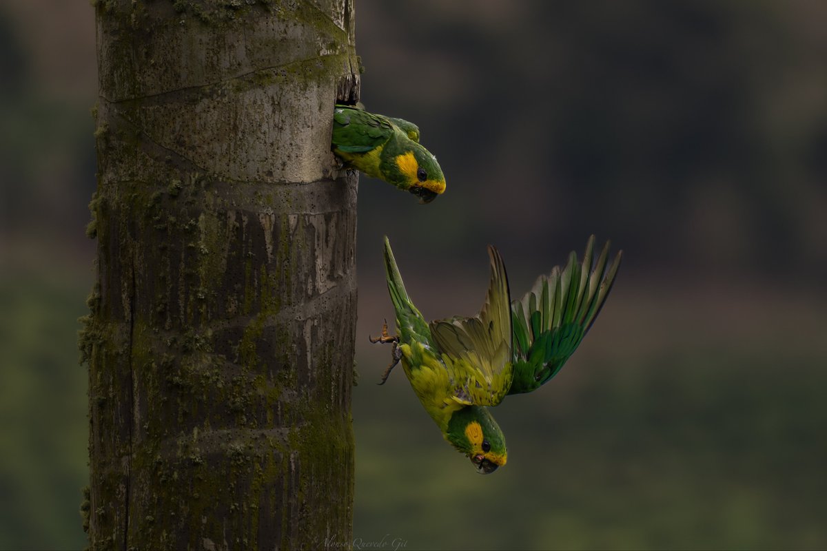 Un ejemplo de que se puede, el Loro Orejiamarillo/Yellow-eared Parrot (Ognorhynchus icterotis), Colombia un país de aves.