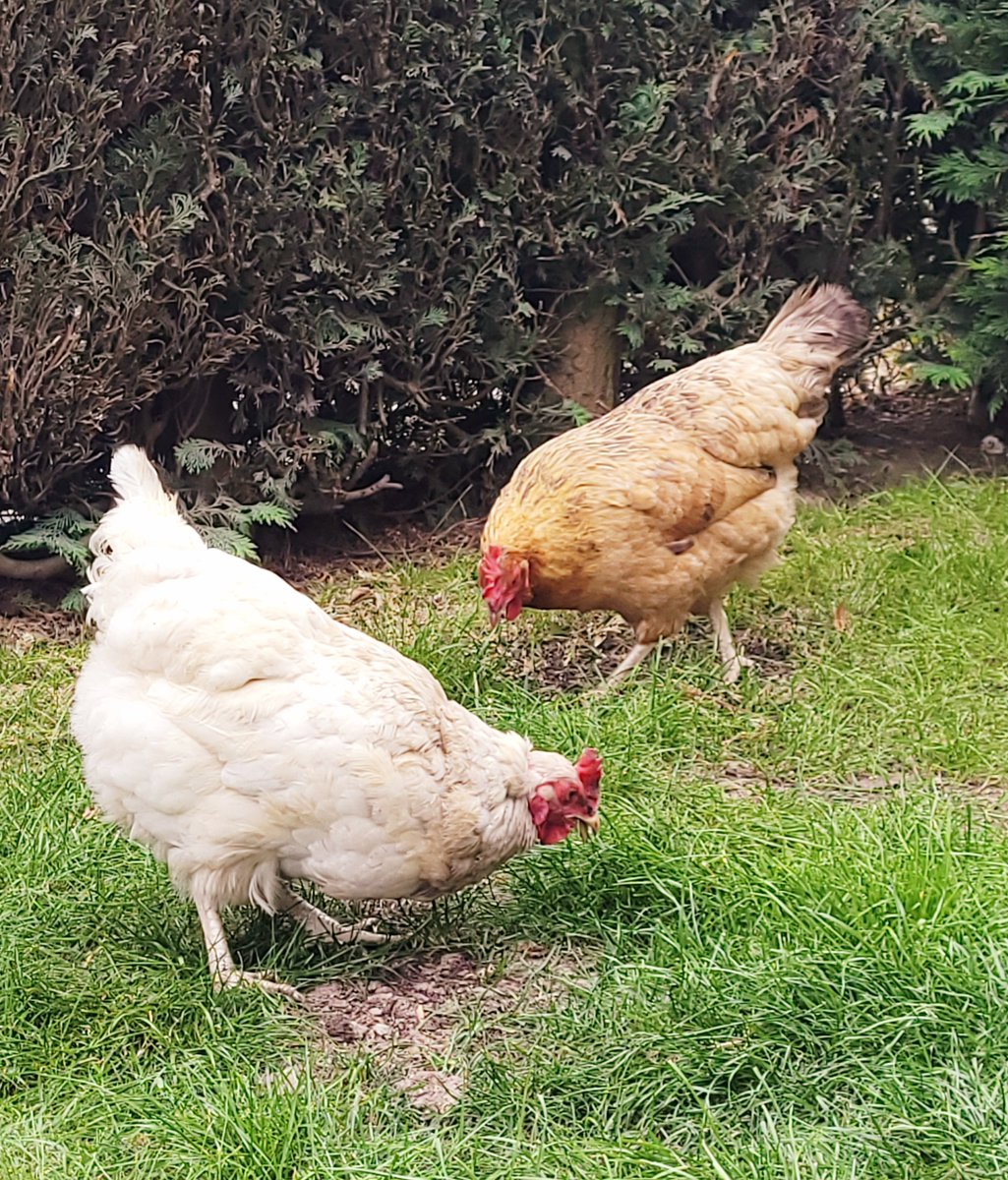 SeedsStats's tweet image. Summer hens 🐔🐛🦗🌱
#chickens