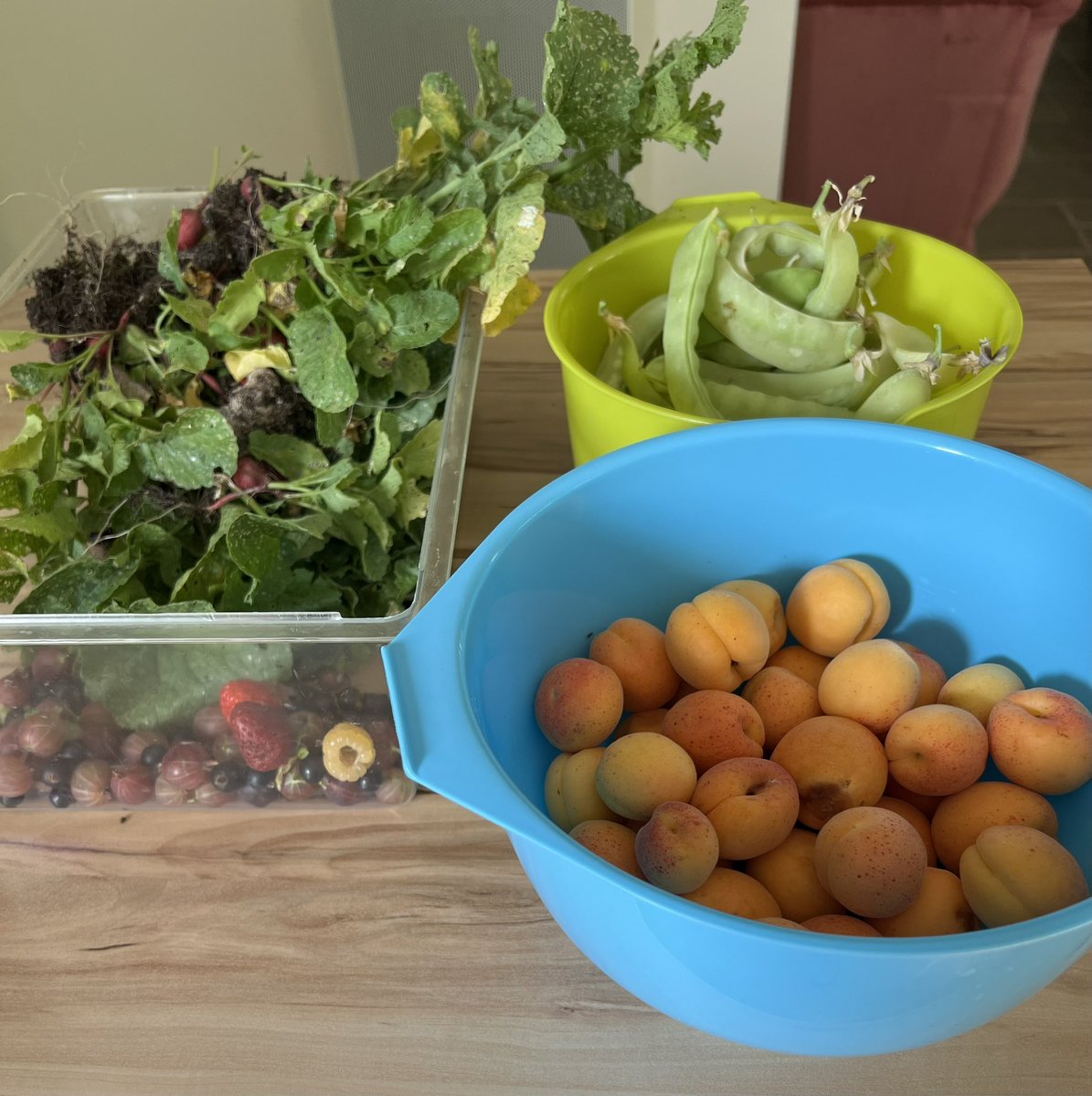Montaillac's tweet image. Quick trawl of my veggie plot produced mange tout;radish;blackcurrants; gooseberries;yellow raspberries and strawberries.Picked all the apricots too. Not so many this year, but very very sweet and juicy.
#firstfruits