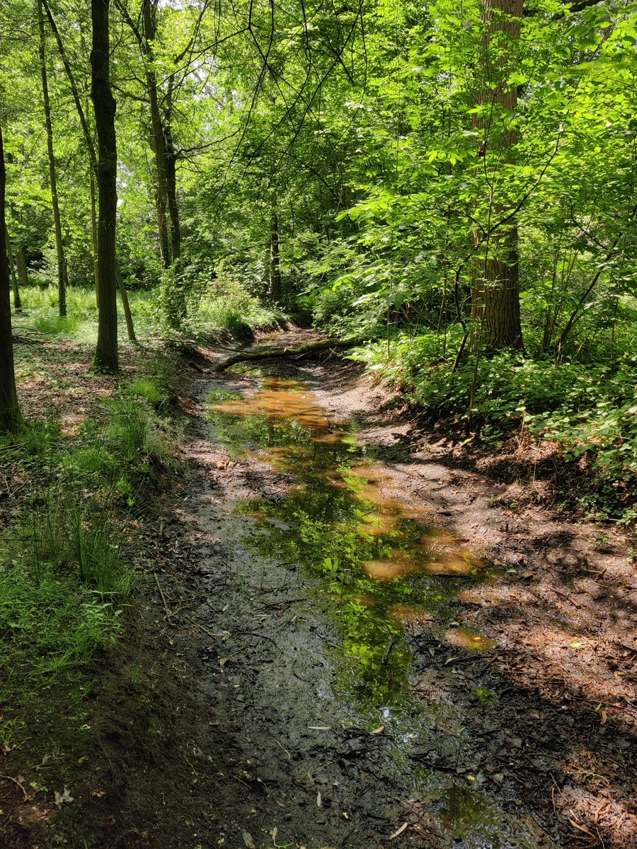 Waterlopen's tweet image. Na een natte lente viel al enkele weken geen druppel 💧 Het waterpeil in heel wat waterlopen zakte onder de drempelwaarde ⚠️ Gouverneur Cathy Berx van @prov_antwerpen stelt daarom een tijdelijk #onttrekkingsverbod in vanaf morgen (10/06/2023) ℹ️👁‍🗨bit.ly/onttrekkingsve…