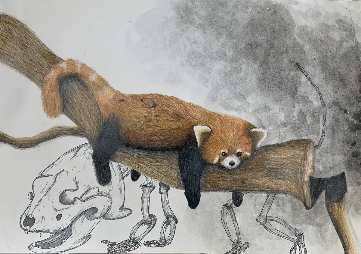 MrsRamosVirley's tweet image. Fantastic results from the final Grade 8 art project based on the theme of ‘endangered’ #drawing #creativity #artteaching #artteacher #artED #endangered