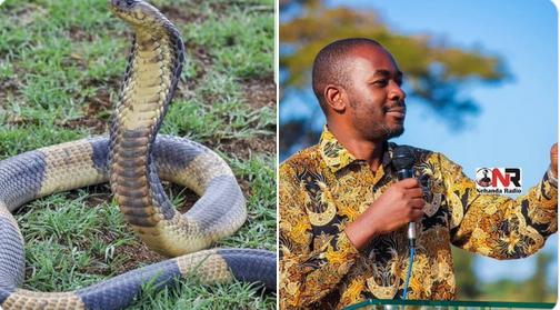 Zimbabweans, its true that Chamisa and CCC few celebrate economic sabotage currently happening in Zimbabwe. They enjoy it when the ordinary poor are suffering so that you are forced to vote for them. Don't be fooled they are hypocrites. Vatengesi vachaneta.