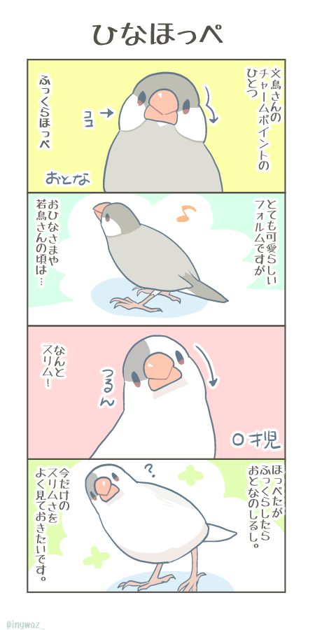 ひなほっぺ🐥  #Buncho #javasparrow #文鳥