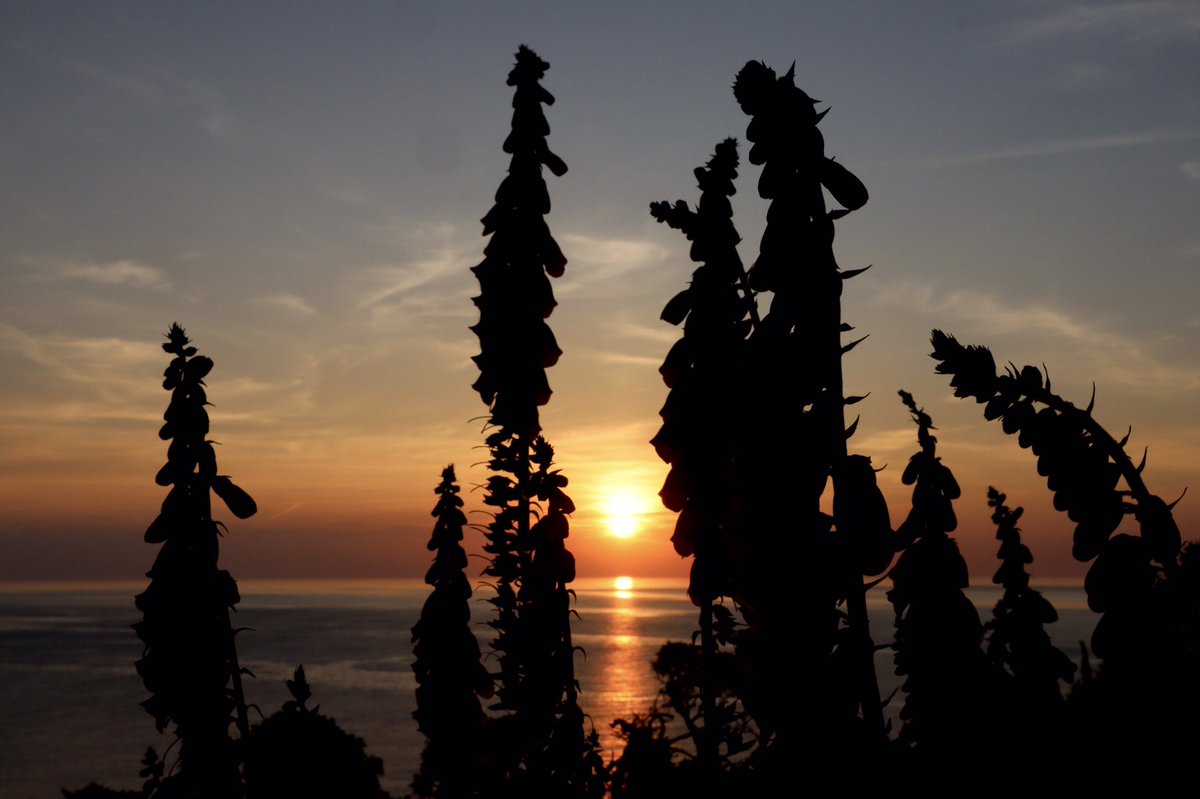 Dylan Williams tweet media