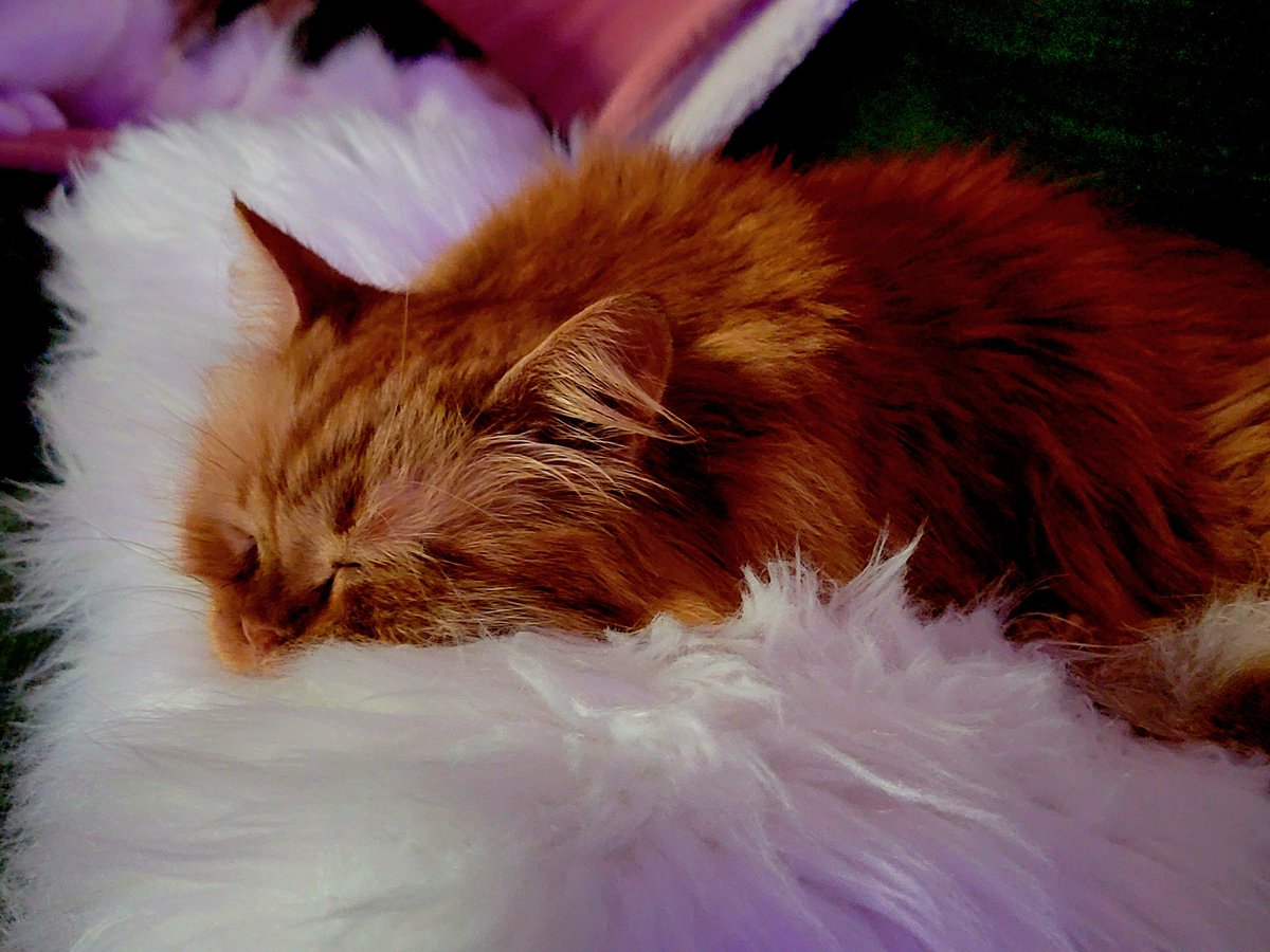Why spend thousands on microneedling when you can just get a cat that will lick your face for an hour? 
Shnerks, you're keeping me young. 
#shnerks #bestest #floof #KittyTwitter
(Pic for cute tax, it's hard to get a pic of him whilst he's in my whole face).
